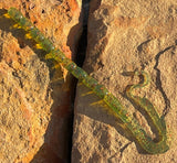 HR Baits 10” Ribbon Tail Worm (6 ct.)